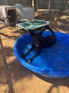 Enlarge Paca, a Adoptable mixed breed in Puerto Penasco, SON image 2/3