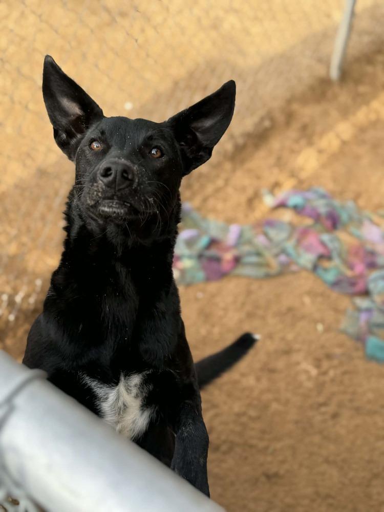 Paca, a Adoptable mixed breed in Puerto Penasco, SON image 4/6