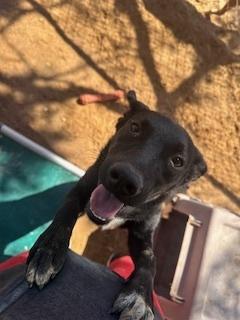 Enlarge Paca, a Adoptable mixed breed in Puerto Penasco, SON image 3/3