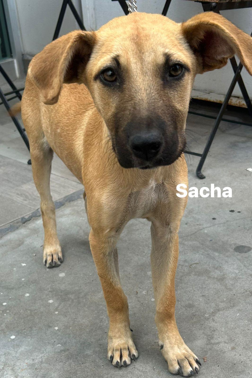 Sacha