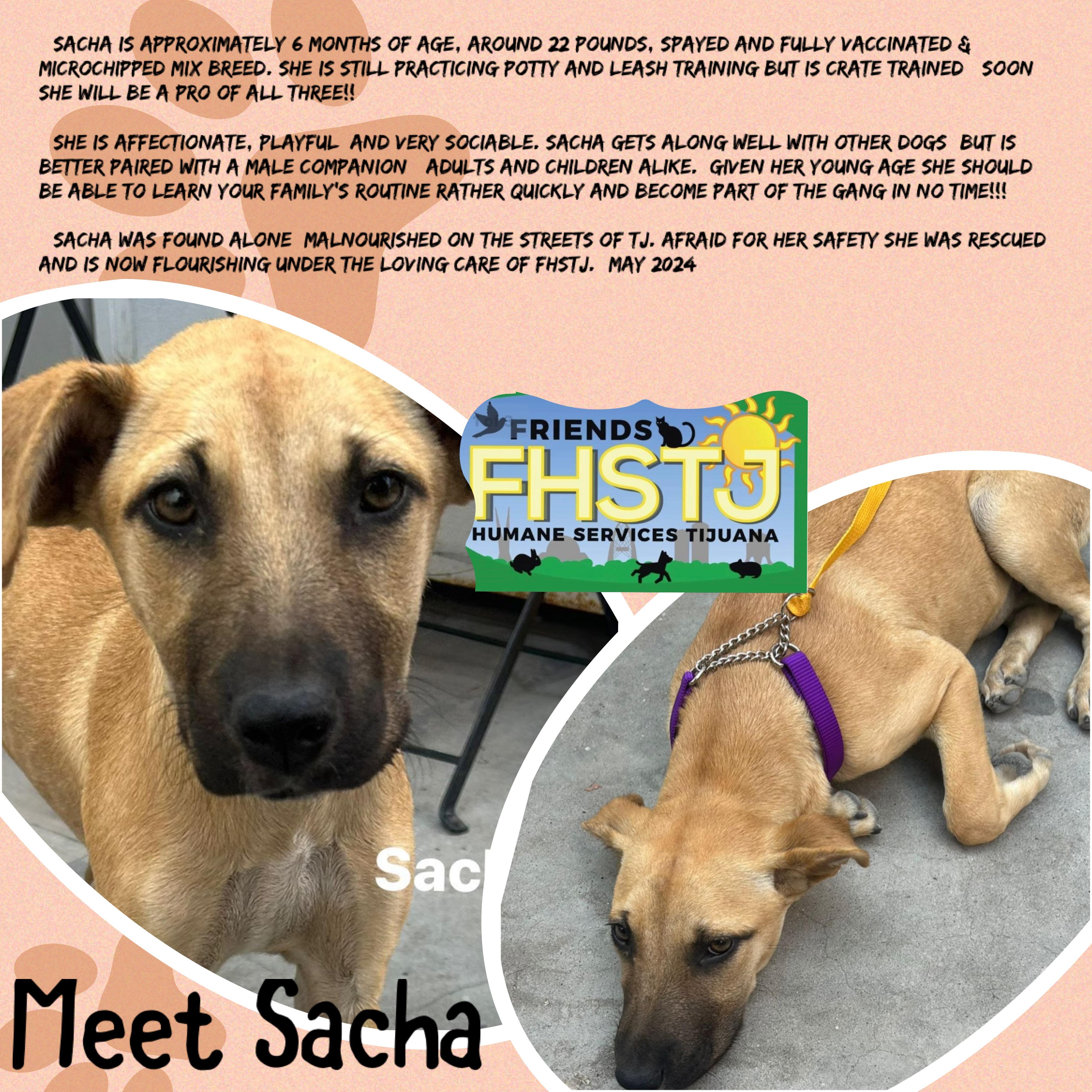 Sacha