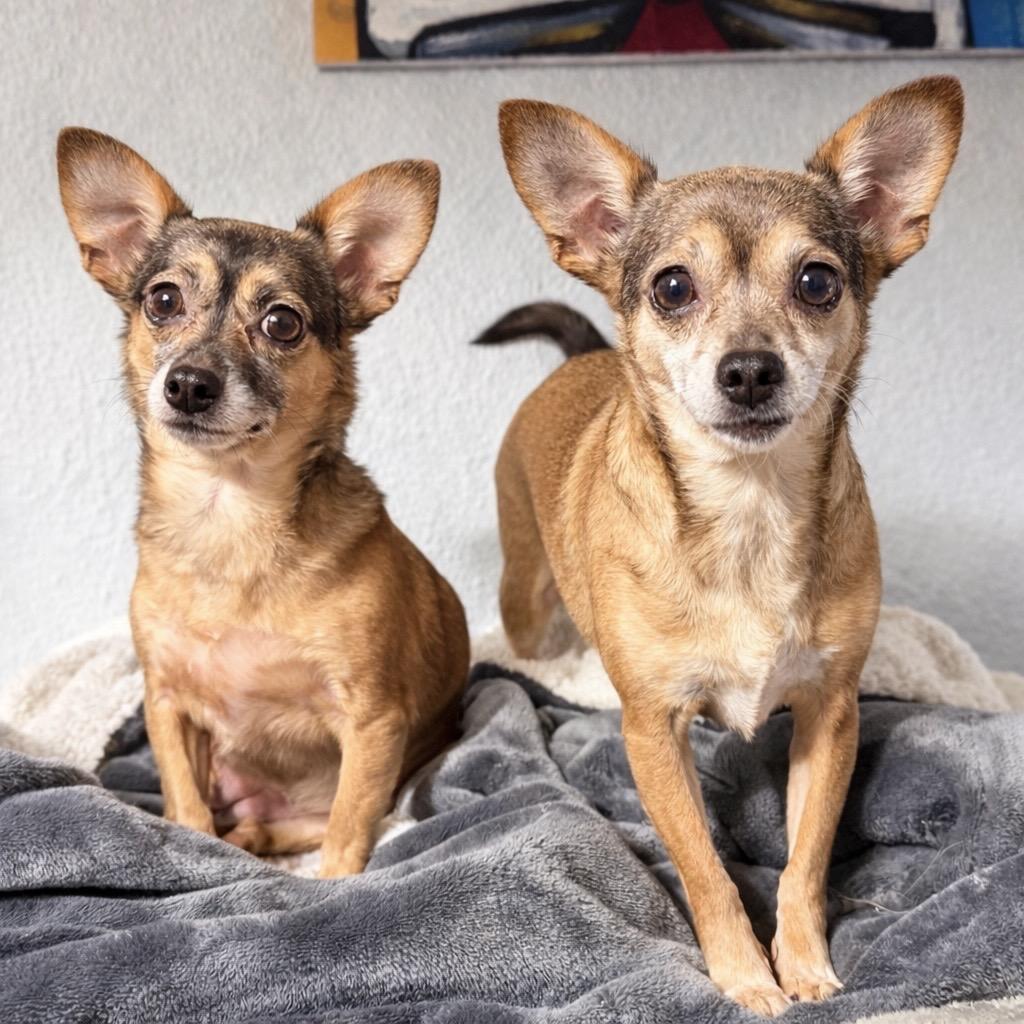 Emma & Lucy, adopted, Adult Female Chihuahua.