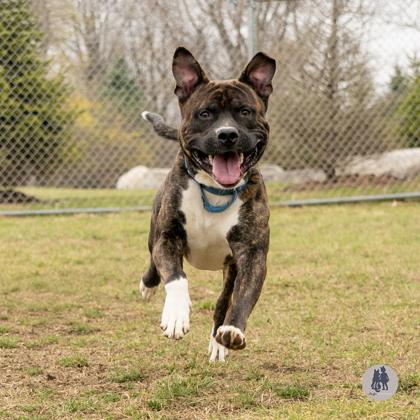 Maroon, a Adoptable mixed breed in Ann Arbor, MI image 1/3