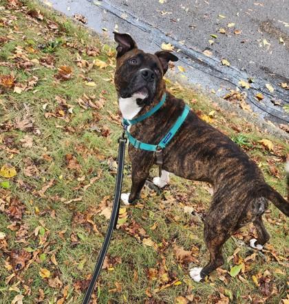 Enlarge Maroon, a Adoptable mixed breed in Ann Arbor, MI image 2/3