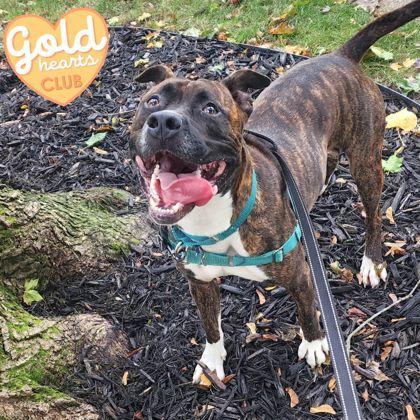 Maroon, a Adoptable mixed breed in Ann Arbor, MI image 3/3