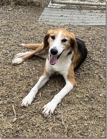 Meg Sweet Gentle Houndy Girl found with Ruby