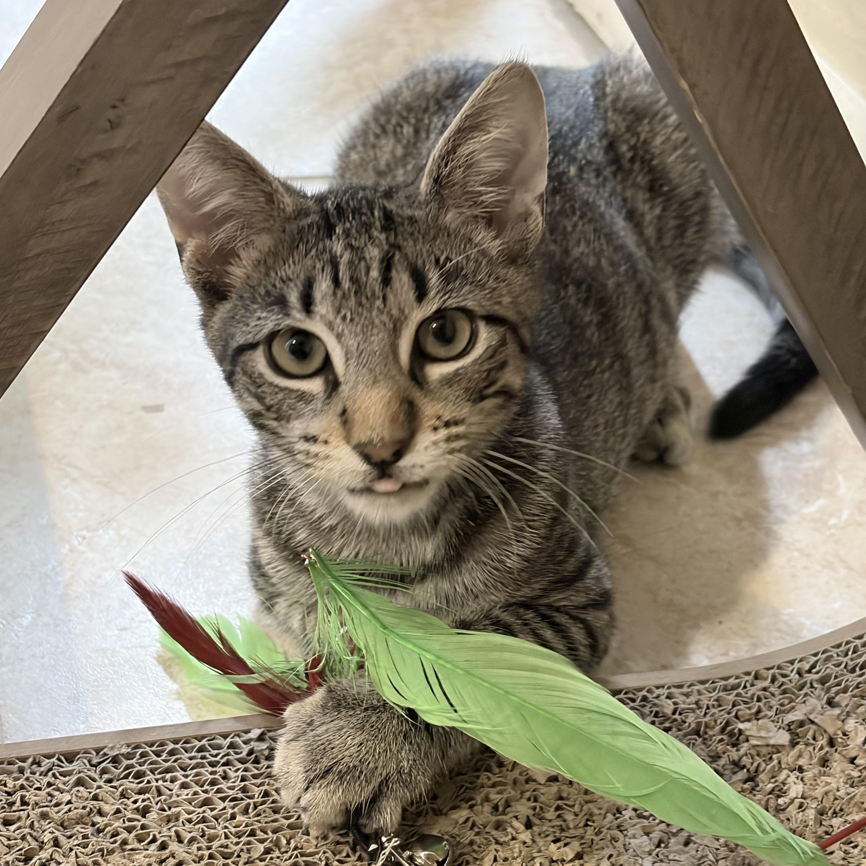 Joey, Adoptable, Kitten Male Tabby.