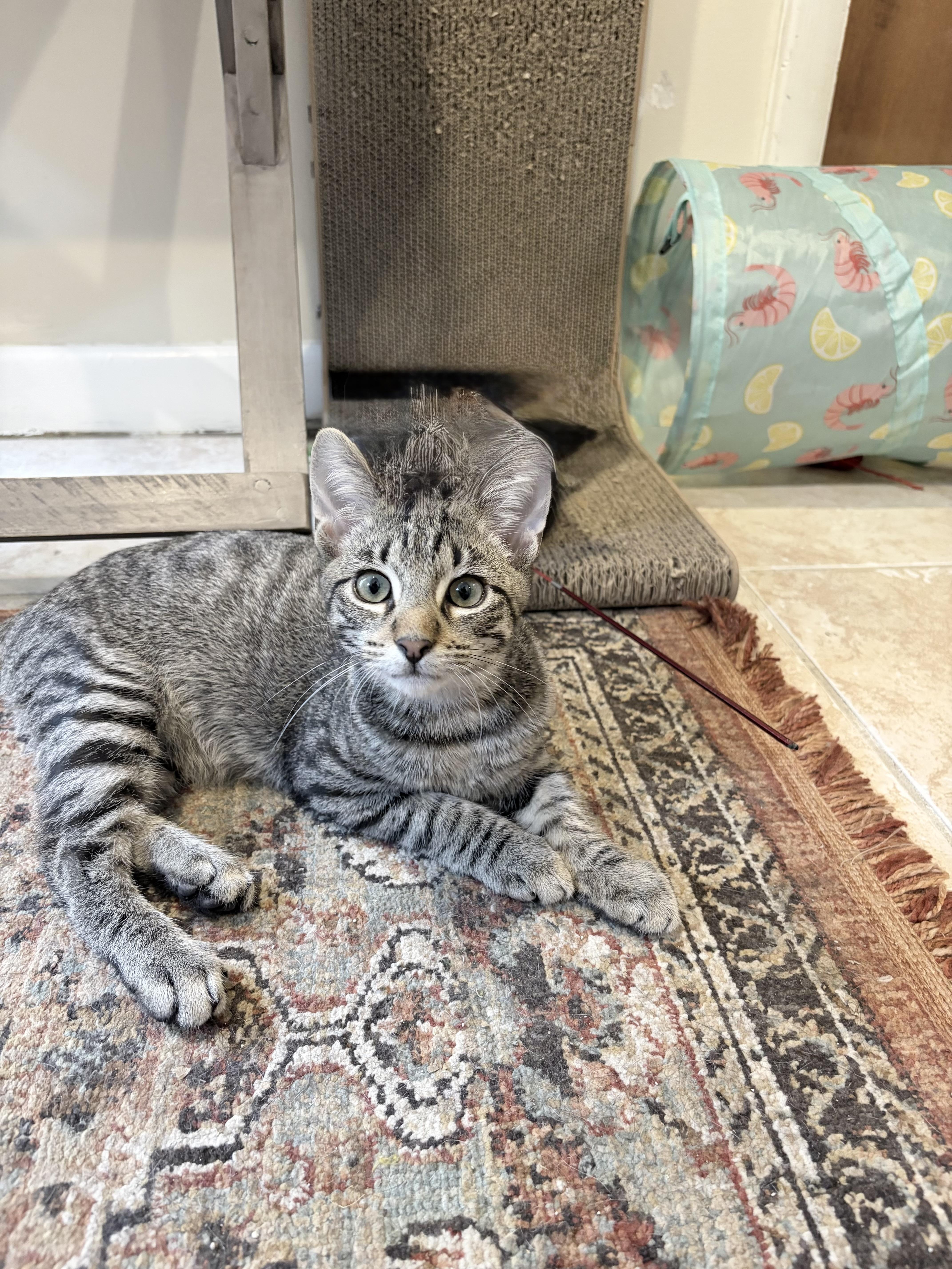 Enlarge Joey, a Adoptable Tabby in Levittown, NY image 3/6