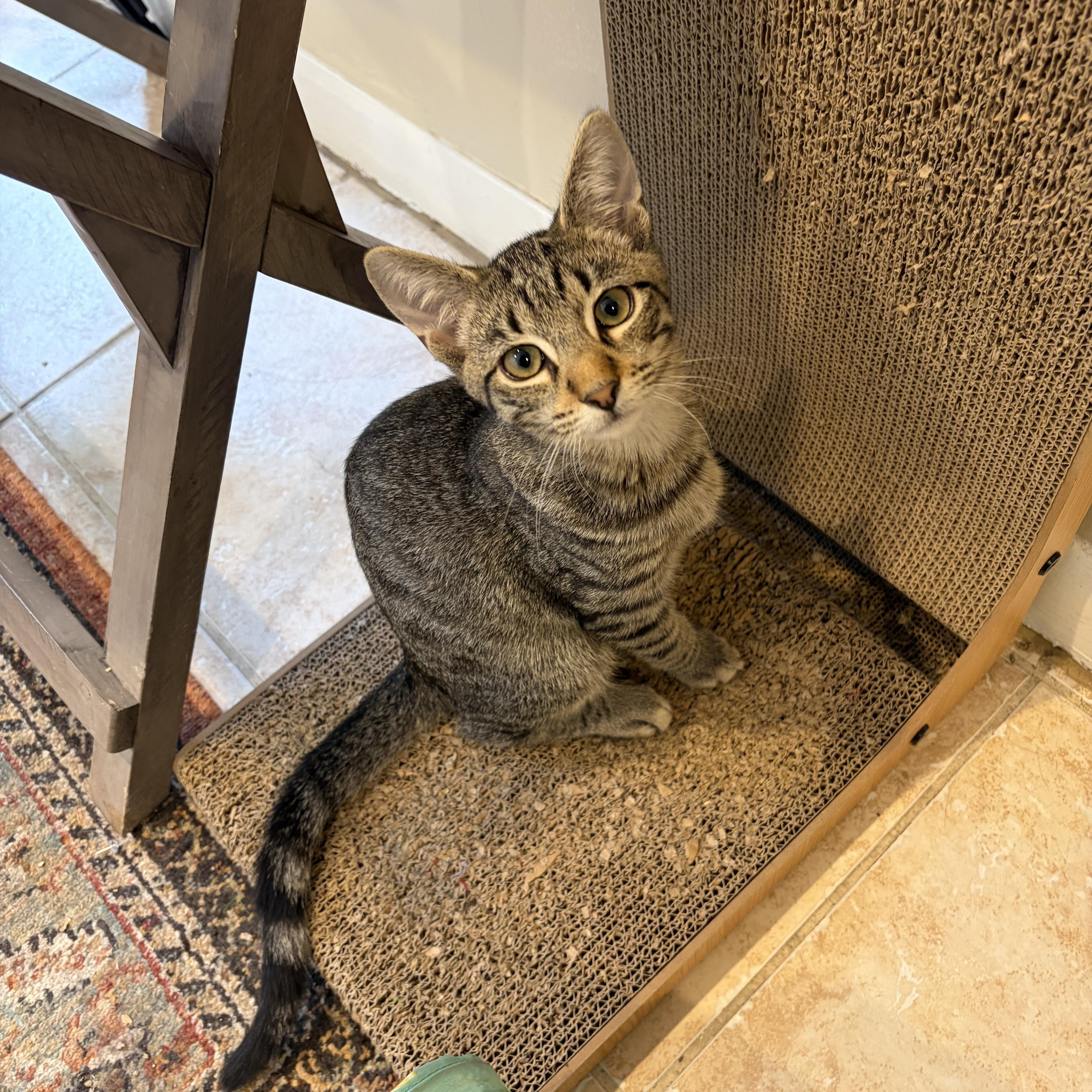 Enlarge Joey, a Adoptable Tabby in Levittown, NY image 2/6