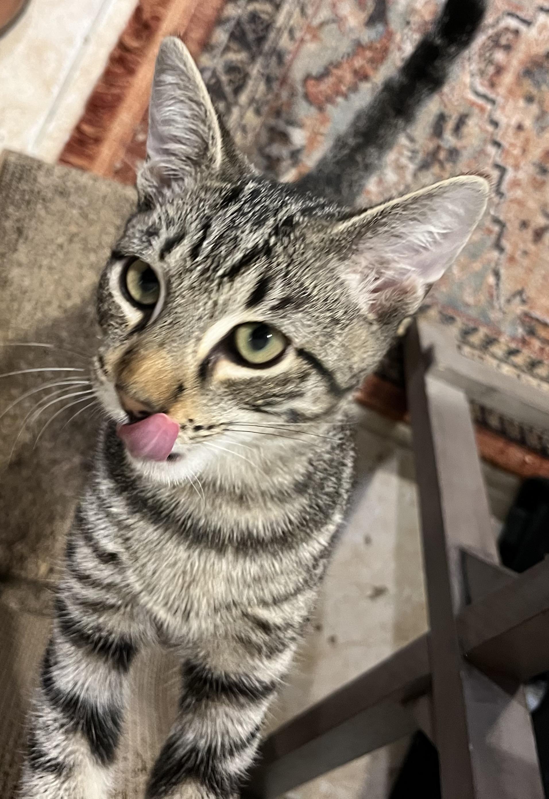 Enlarge Joey, a Adoptable Tabby in Levittown, NY image 5/6