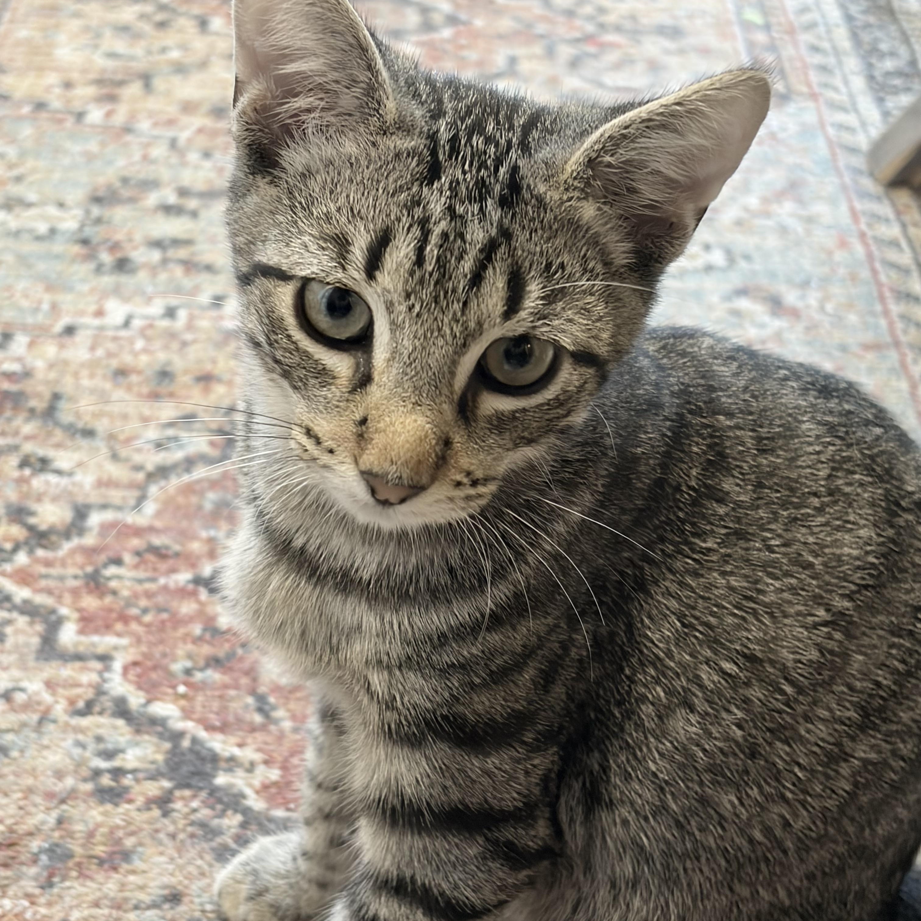 Enlarge Joey, a Adoptable Tabby in Levittown, NY image 4/6