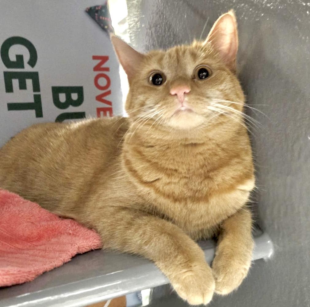 Latte (bonded with Chai), a Adoptable mixed breed in Toronto, ON image 1/6