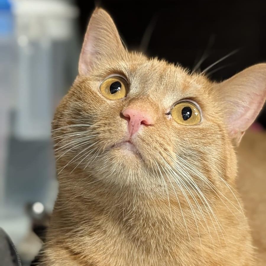 Latte (bonded with Chai), Adoptable, Adult Female Tabby & Domestic Short Hair.