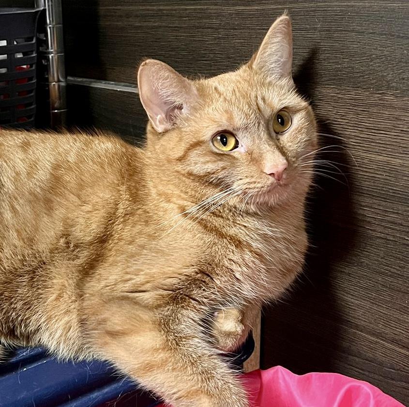 Latte (bonded with Chai), Adoptable, Adult Female Tabby & Domestic Short Hair.