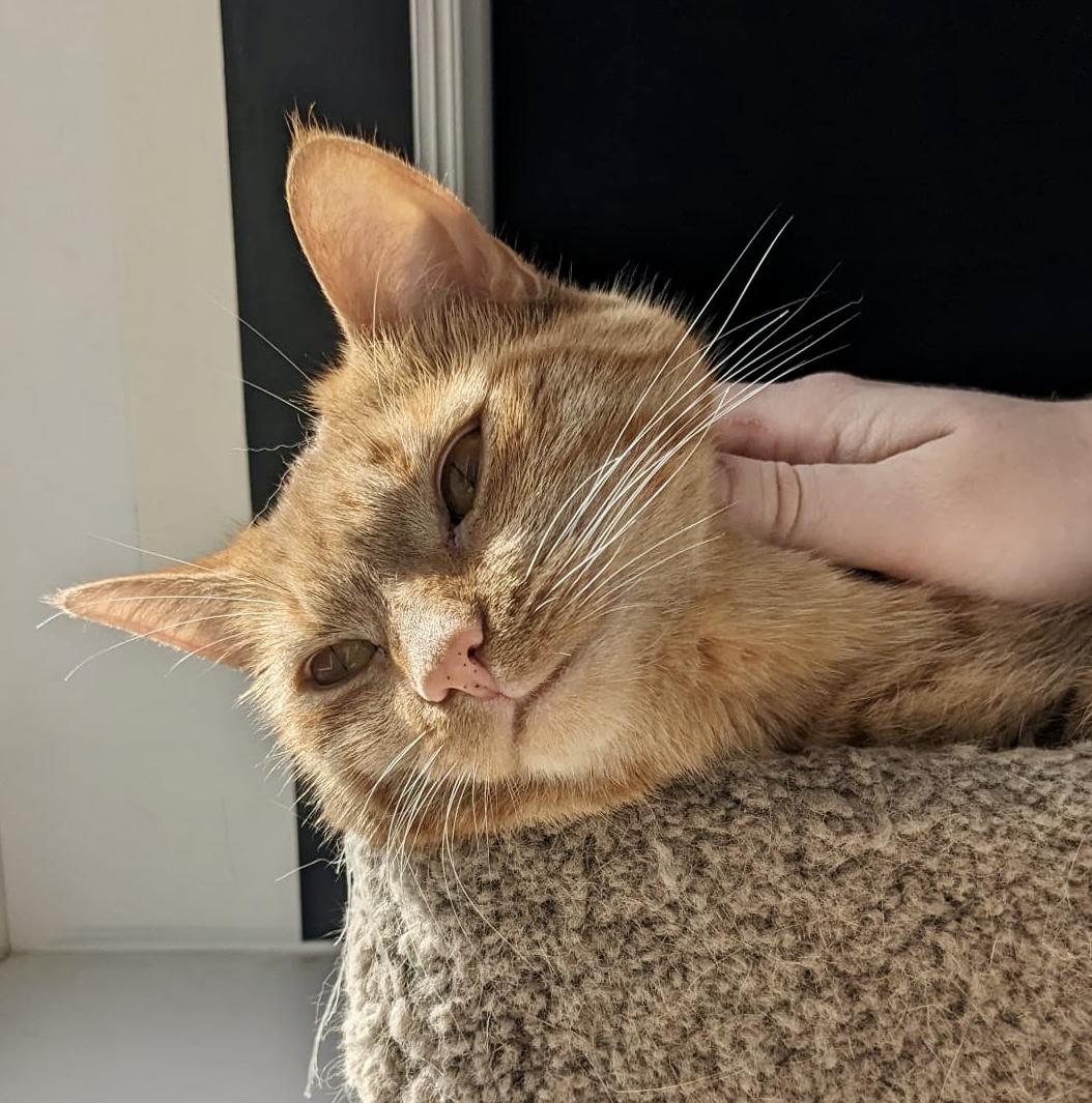 Latte (bonded with Chai), a Adoptable mixed breed in Toronto, ON image 4/6