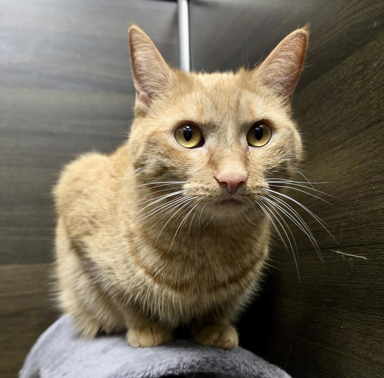 Latte (bonded with Chai), a Adoptable mixed breed in Toronto, ON image 2/6