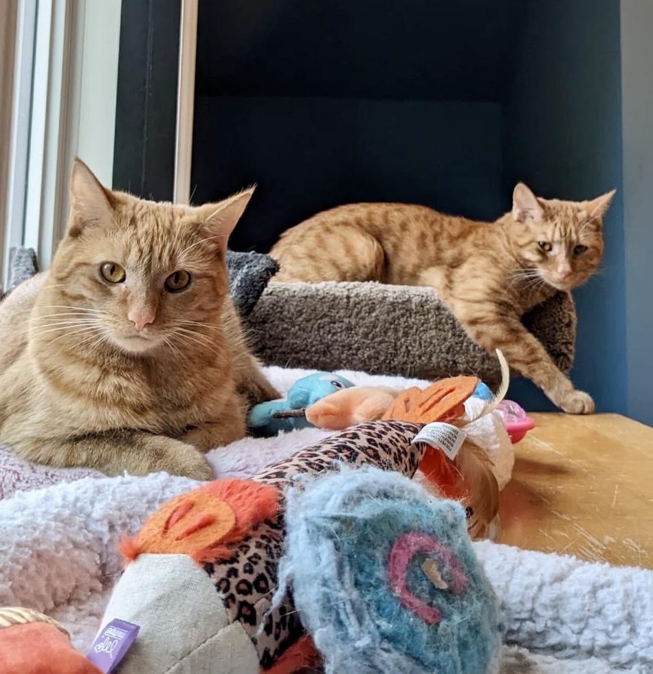 Latte (bonded with Chai), a Adoptable mixed breed in Toronto, ON image 5/6