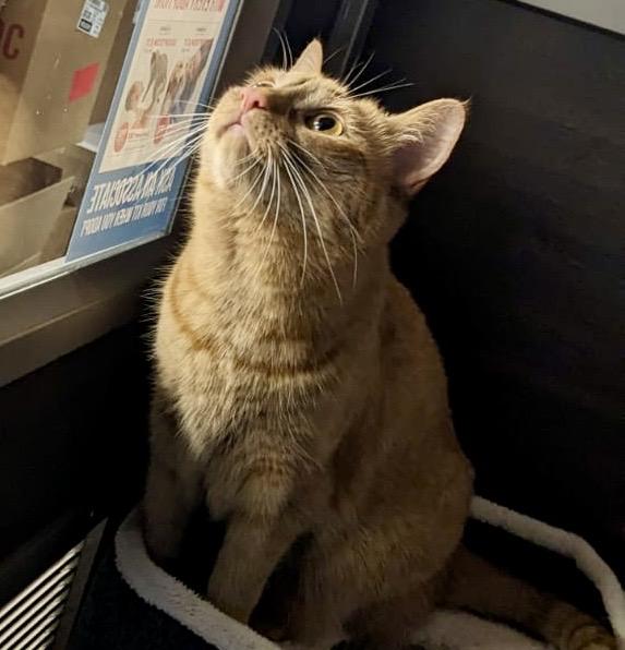 Latte (bonded with Chai), a Adoptable mixed breed in Toronto, ON image 3/6