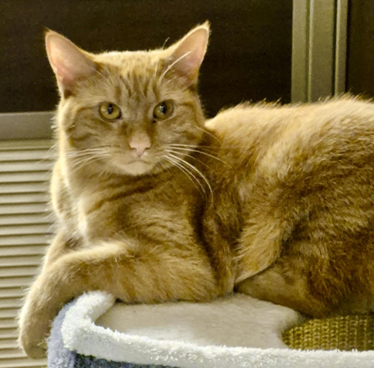 Enlarge Latte (bonded with Chai), a Adoptable mixed breed in Toronto, ON image 2/6