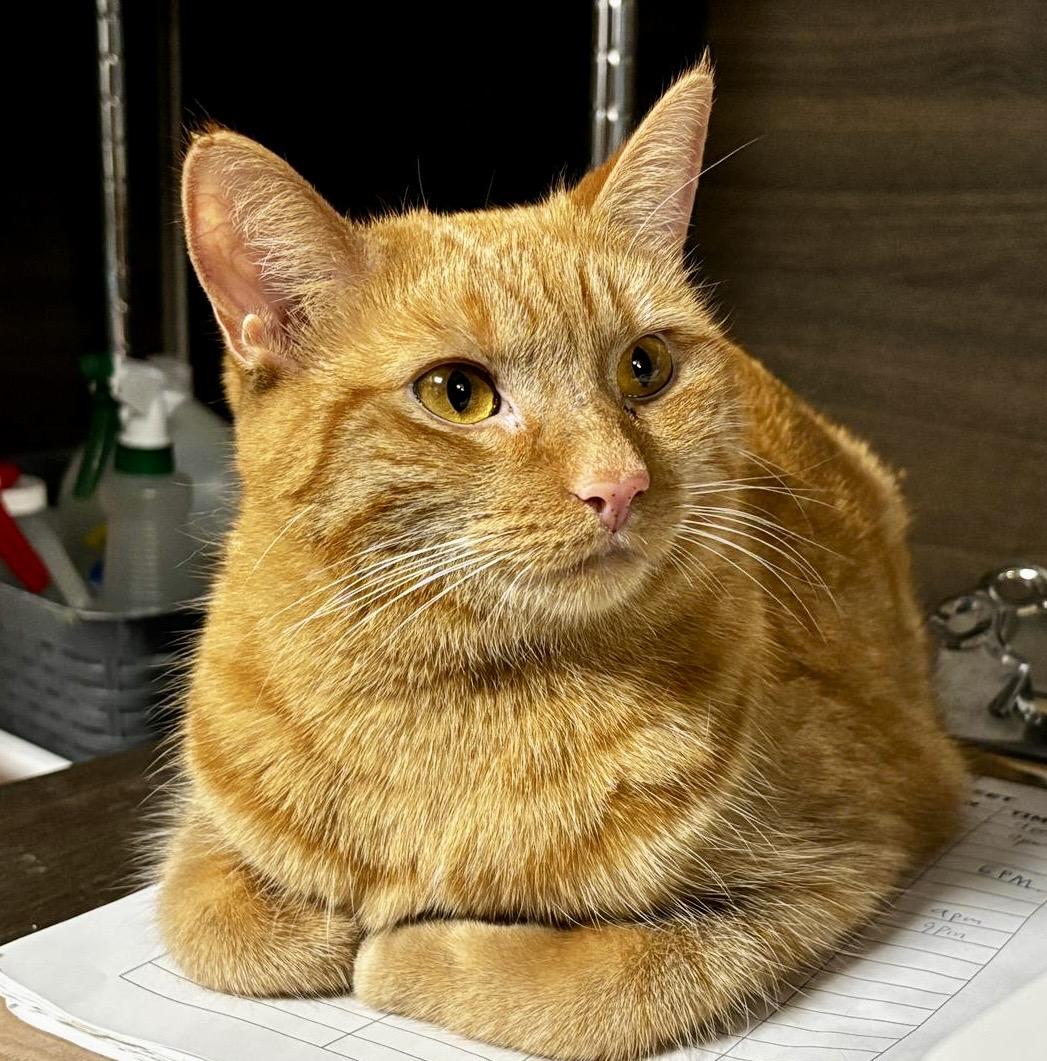 Enlarge Latte (bonded with Chai), a Adoptable mixed breed in Toronto, ON image 3/6