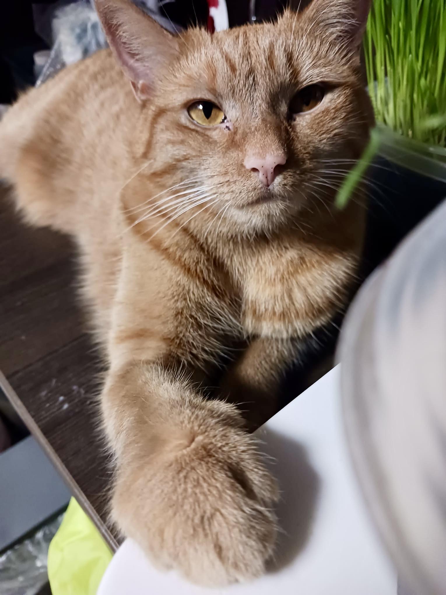 Enlarge Latte (bonded with Chai), a Adoptable mixed breed in Toronto, ON image 6/6