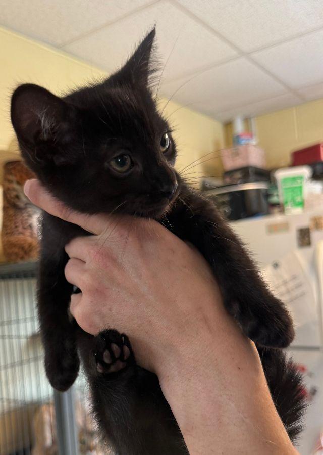 Enlarge Hershey, a Adopted Domestic Short Hair in Staley, NC image 1/1