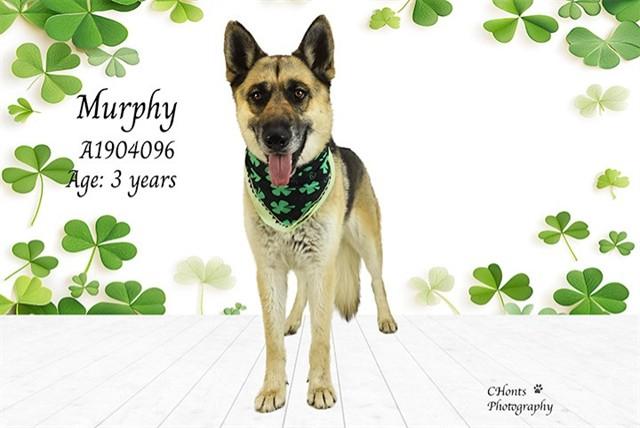 Enlarge MURPHY, a Adoptable German Shepherd Dog in Thousand Palms, CA image 1/1