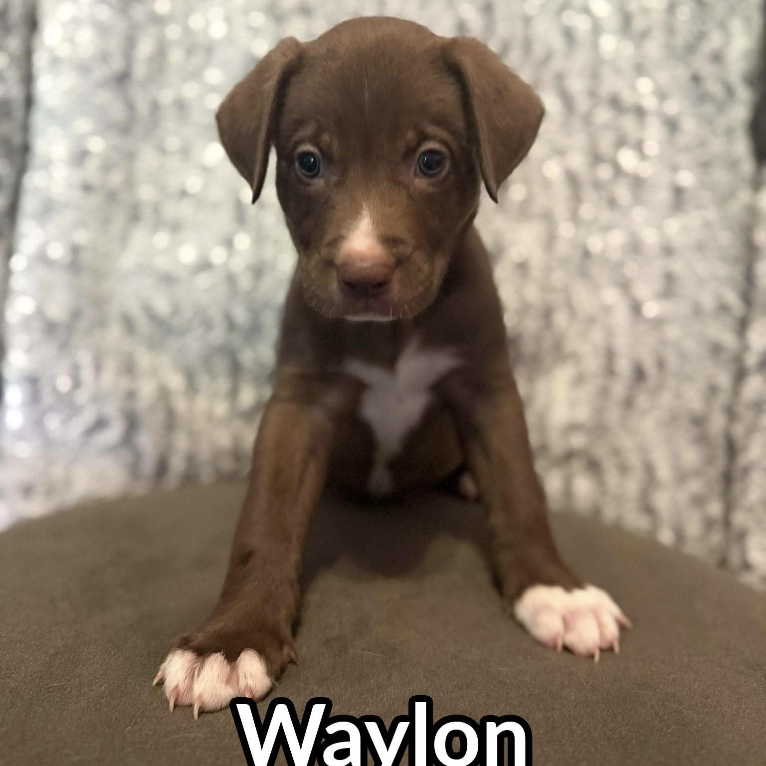 Enlarge Waylon (20260929-07), a Adopted mixed breed in Niagara Falls, NY image 1/4