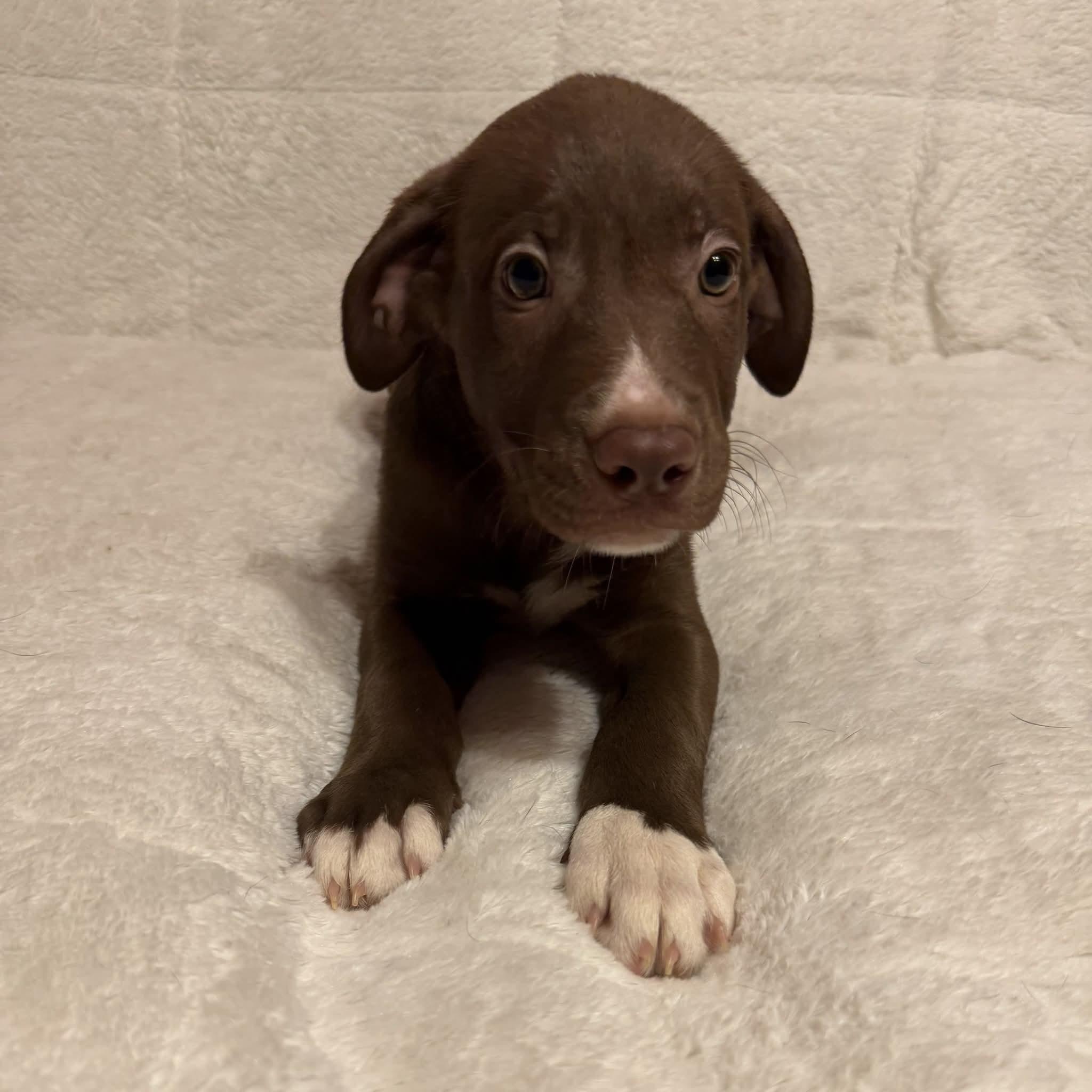 Enlarge Waylon (20260929-07), a Adopted mixed breed in Niagara Falls, NY image 2/4