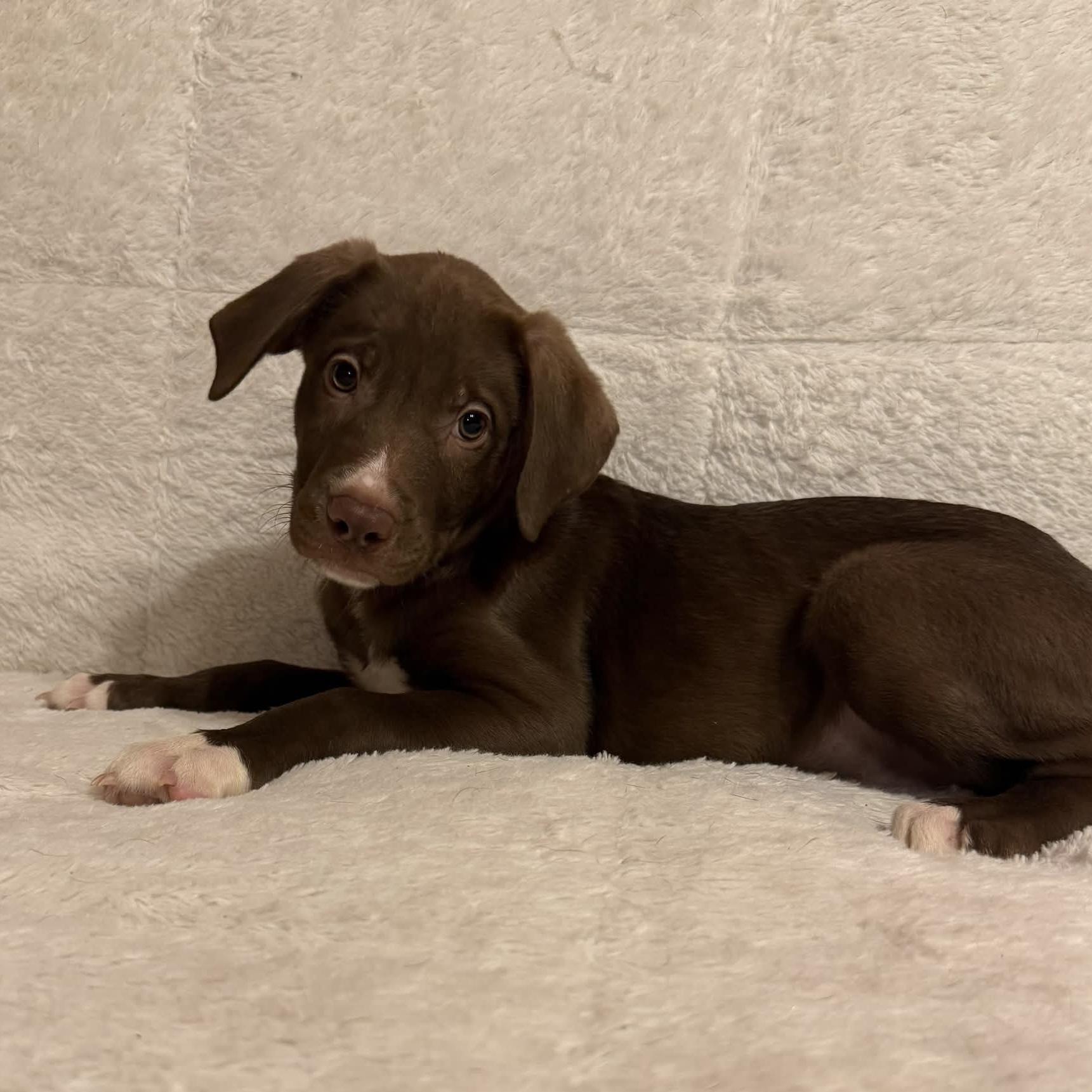Enlarge Waylon (20260929-07), a Adopted mixed breed in Niagara Falls, NY image 3/4