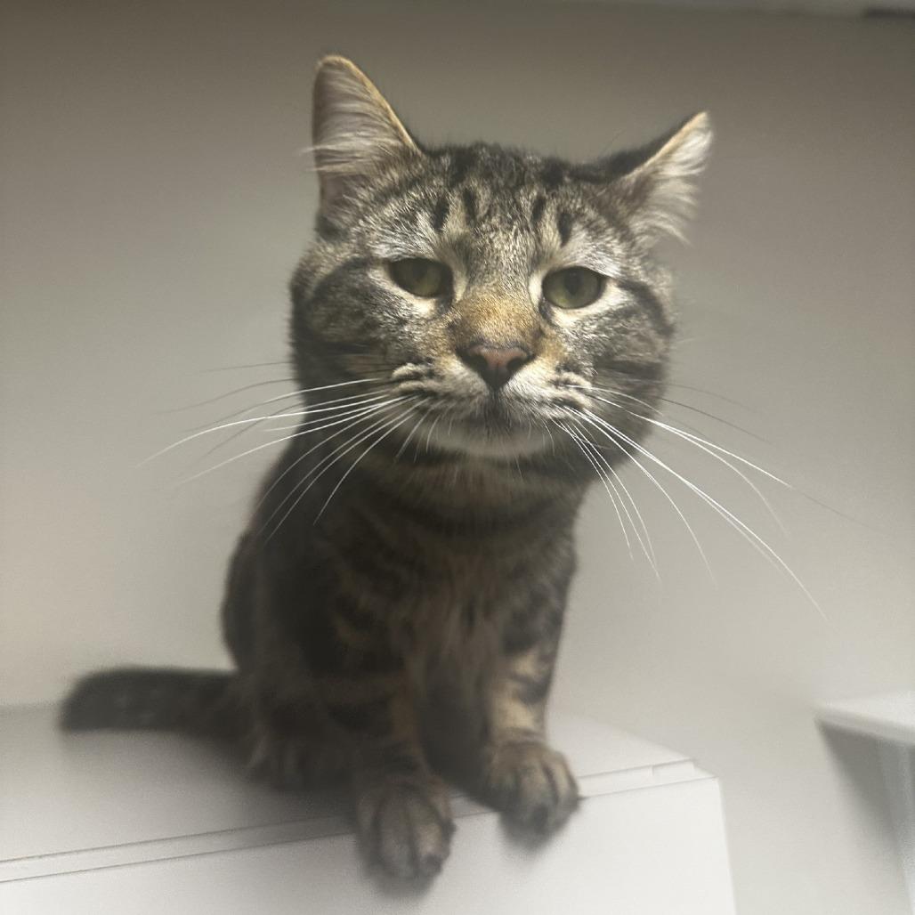 Chai, Adoptable, Adult Male Domestic Short Hair.