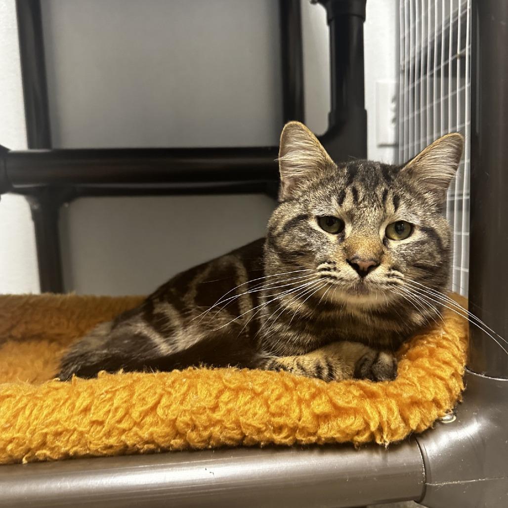 Chai, a Adoptable Domestic Short Hair in Blue Ridge, GA image 2/4