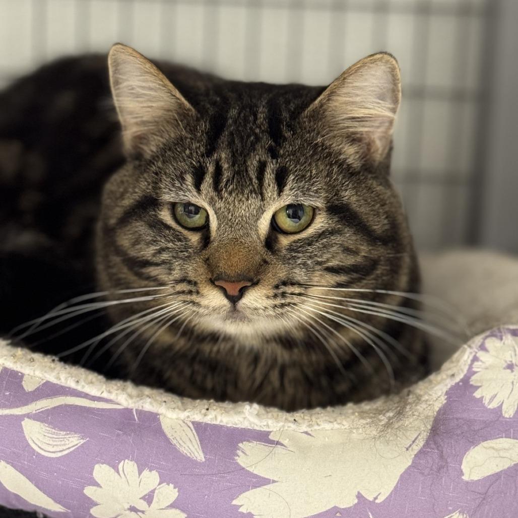 Chai, a Adoptable Domestic Short Hair in Blue Ridge, GA image 3/4