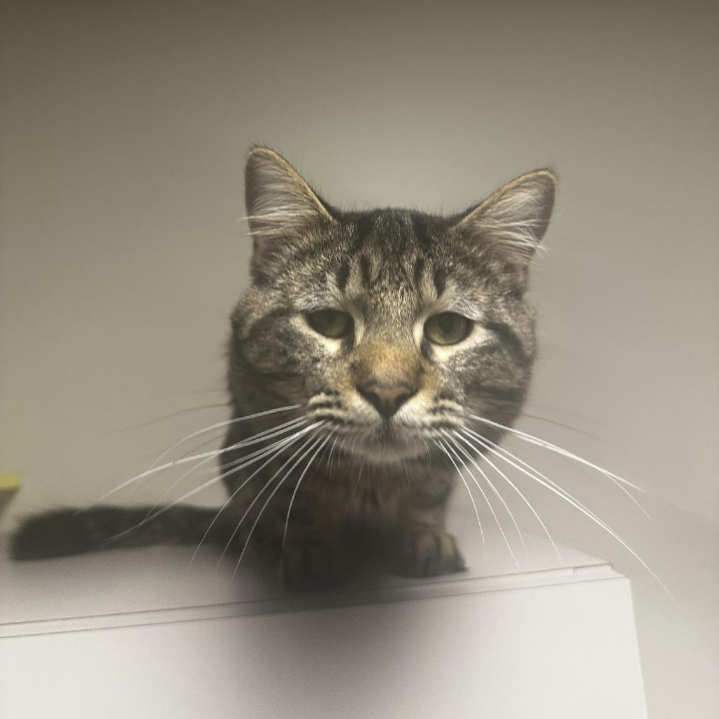 Chai, a Adoptable Domestic Short Hair in Blue Ridge, GA image 4/4