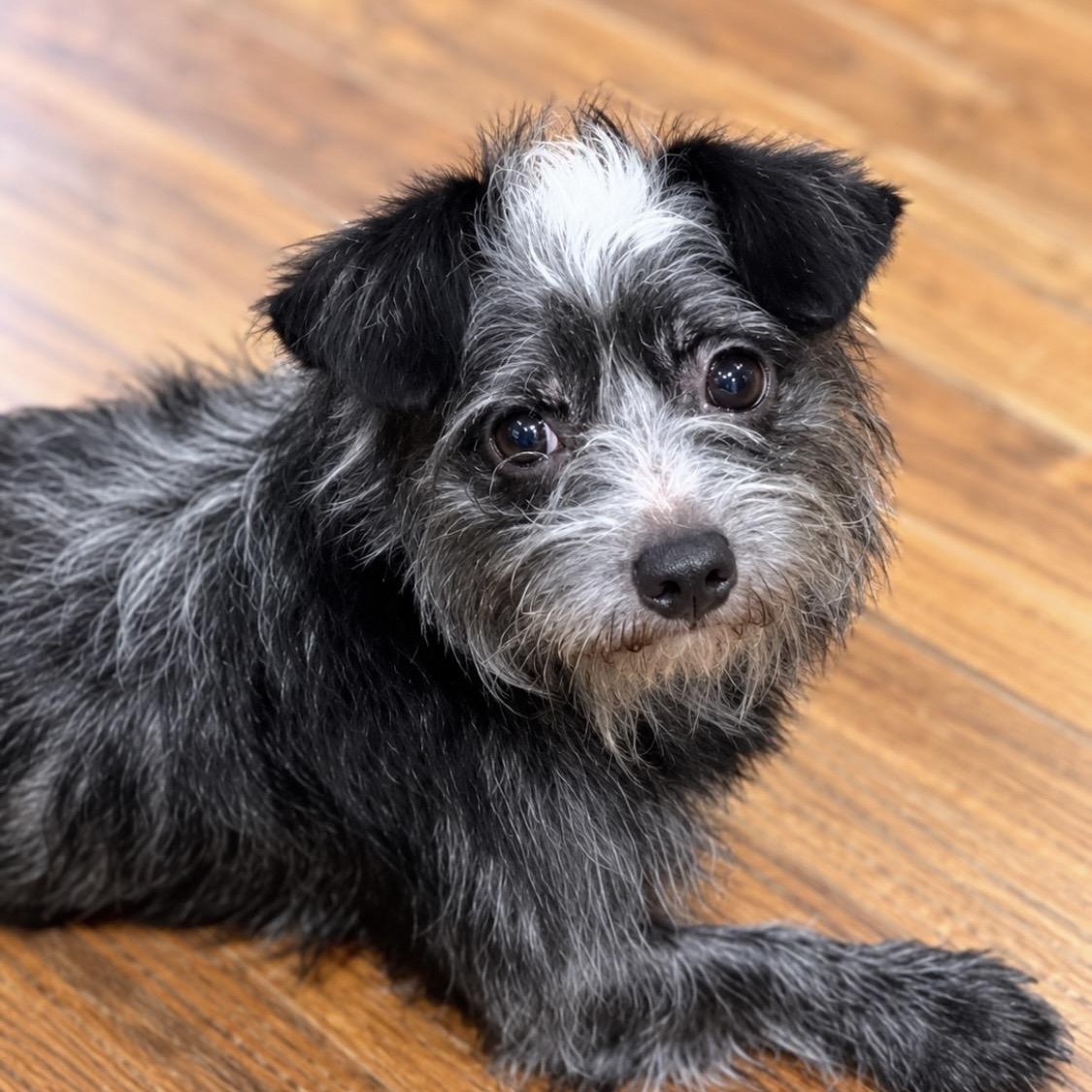 Enlarge Pepe, introverted but happy sweetheart, a Adoptable mixed breed in Winchester, VA image 5/6