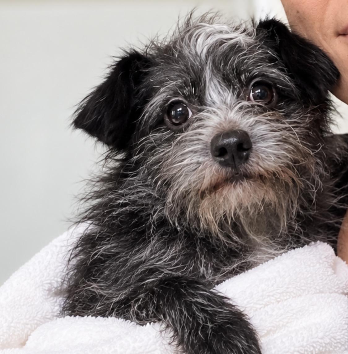 Enlarge Pepe, introverted but happy sweetheart, a Adoptable mixed breed in Winchester, VA image 4/6