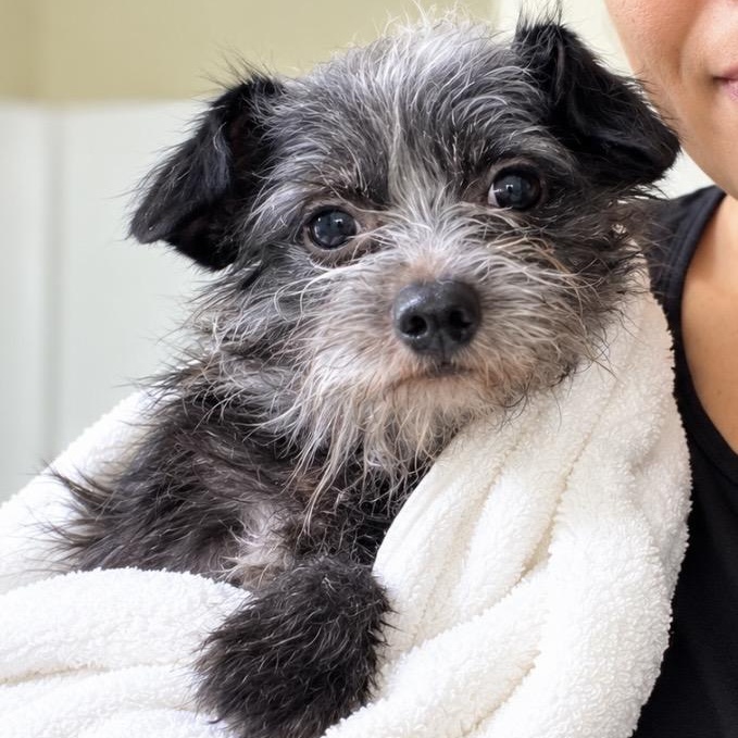 Enlarge Pepe, introverted but happy sweetheart, a Adoptable mixed breed in Winchester, VA image 1/6