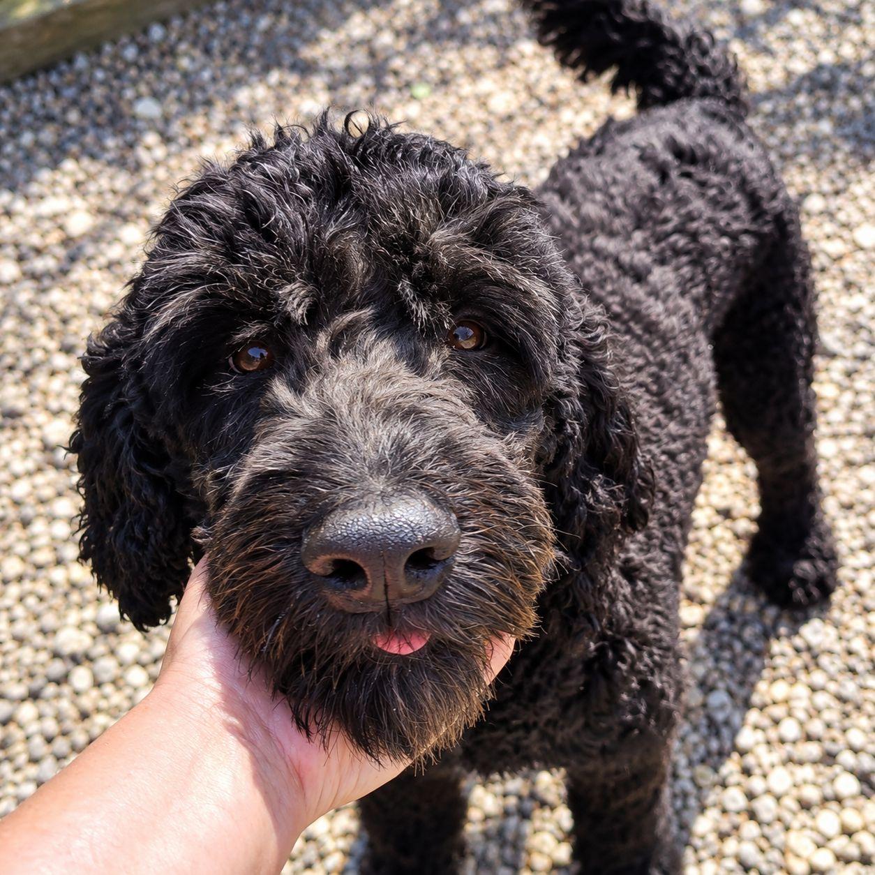 Enlarge Dolly, a Adoptable Standard Poodle in Plain City, OH image 2/6