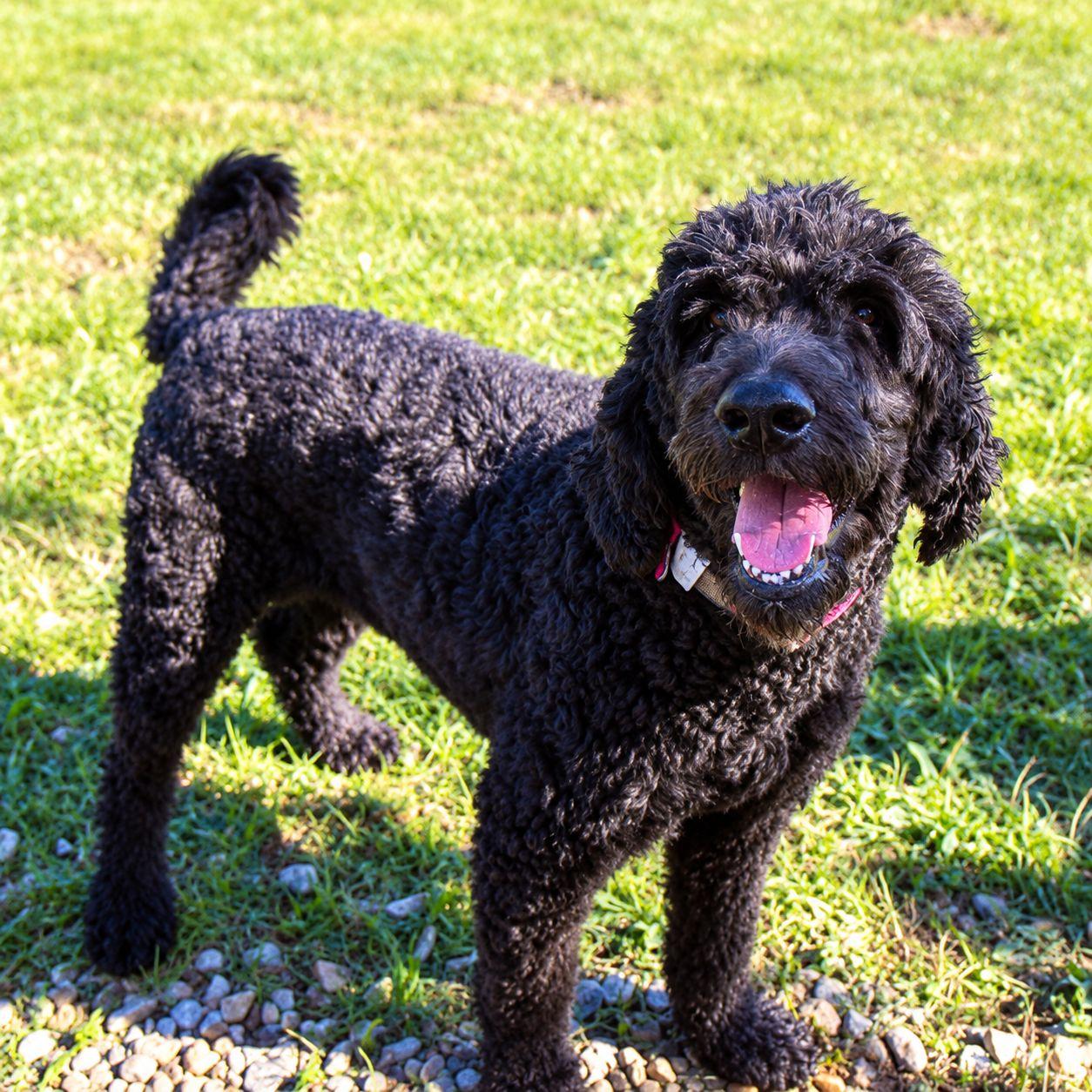 Enlarge Dolly, a Adoptable Standard Poodle in Plain City, OH image 3/6