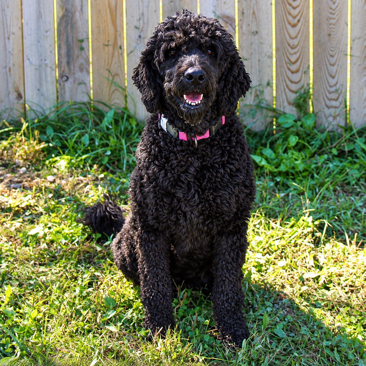 Enlarge Dolly, a Adoptable Standard Poodle in Plain City, OH image 4/6