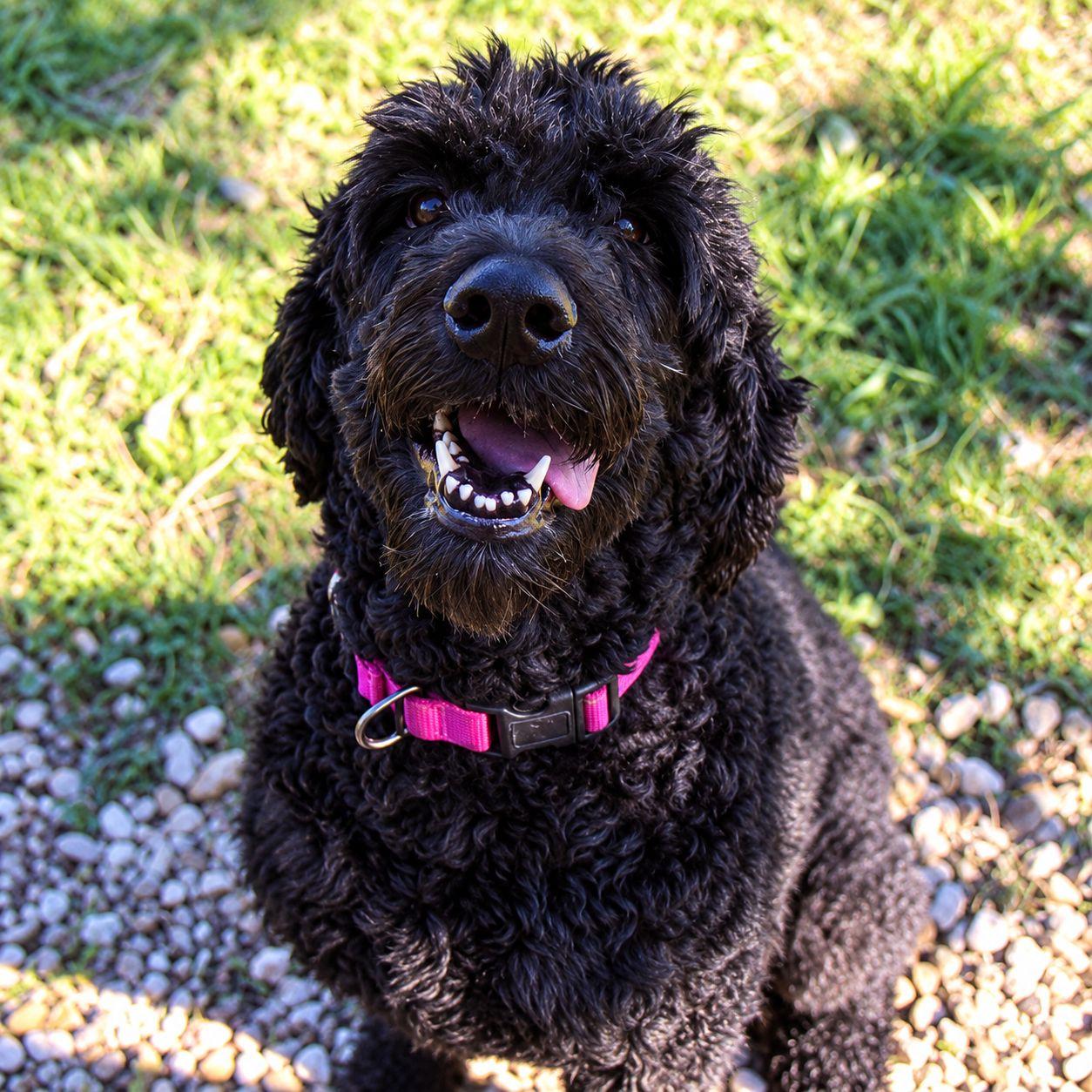 Enlarge Dolly, a Adoptable Standard Poodle in Plain City, OH image 5/6