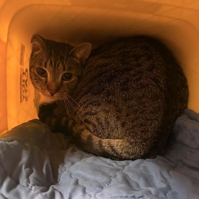 Nilla, Adoptable, Adult Female Domestic Short Hair.