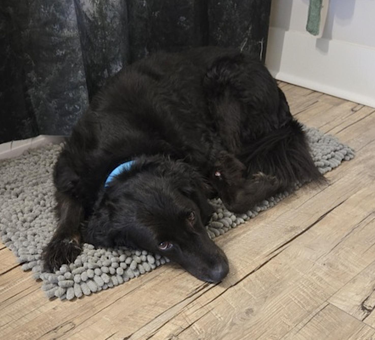 Enlarge Cacao, an adopted mixed breed in Amherst, MA image 2/3