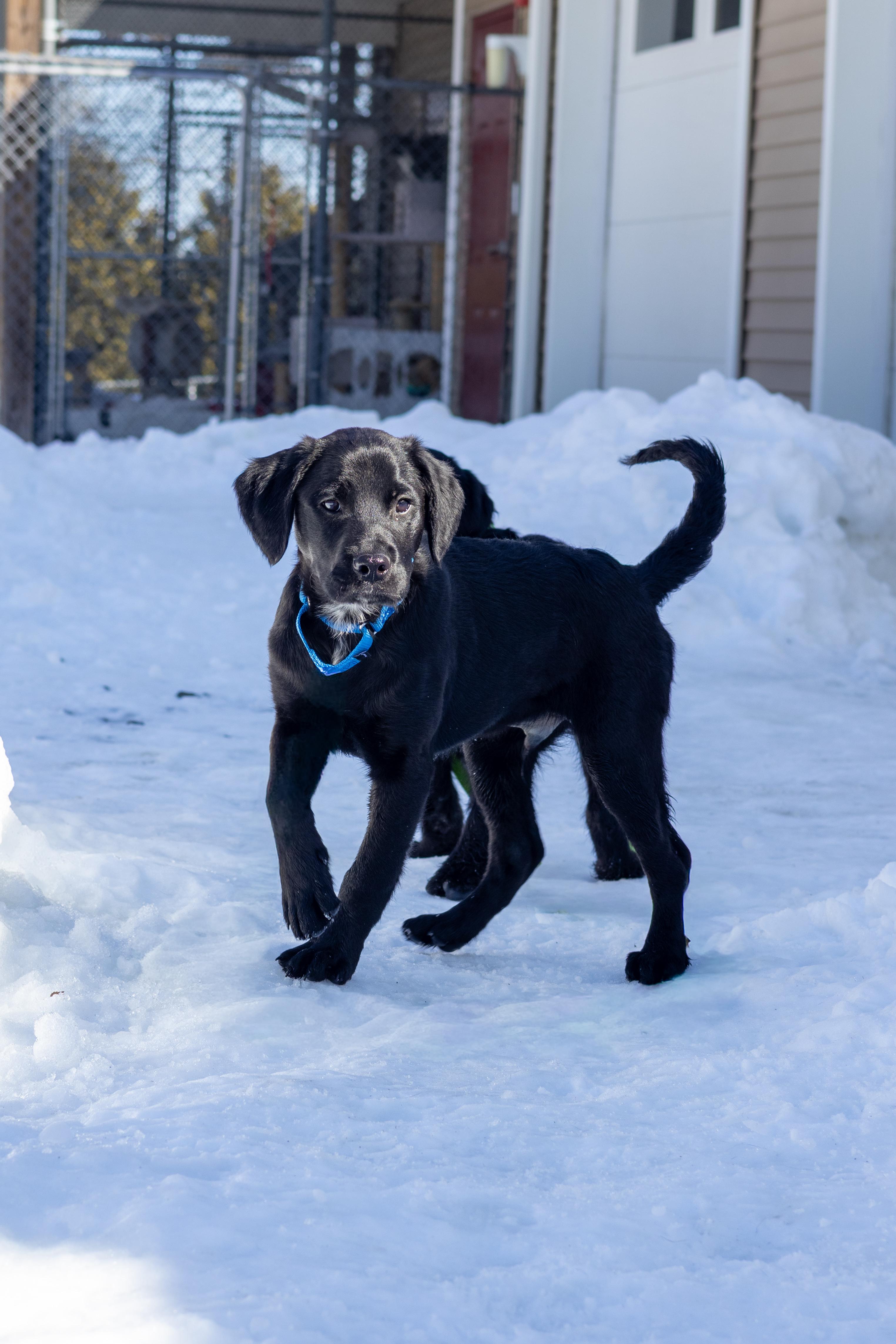 Duke, Adoptable, Puppy Male Labrador Retriever & Labrador Retriever.