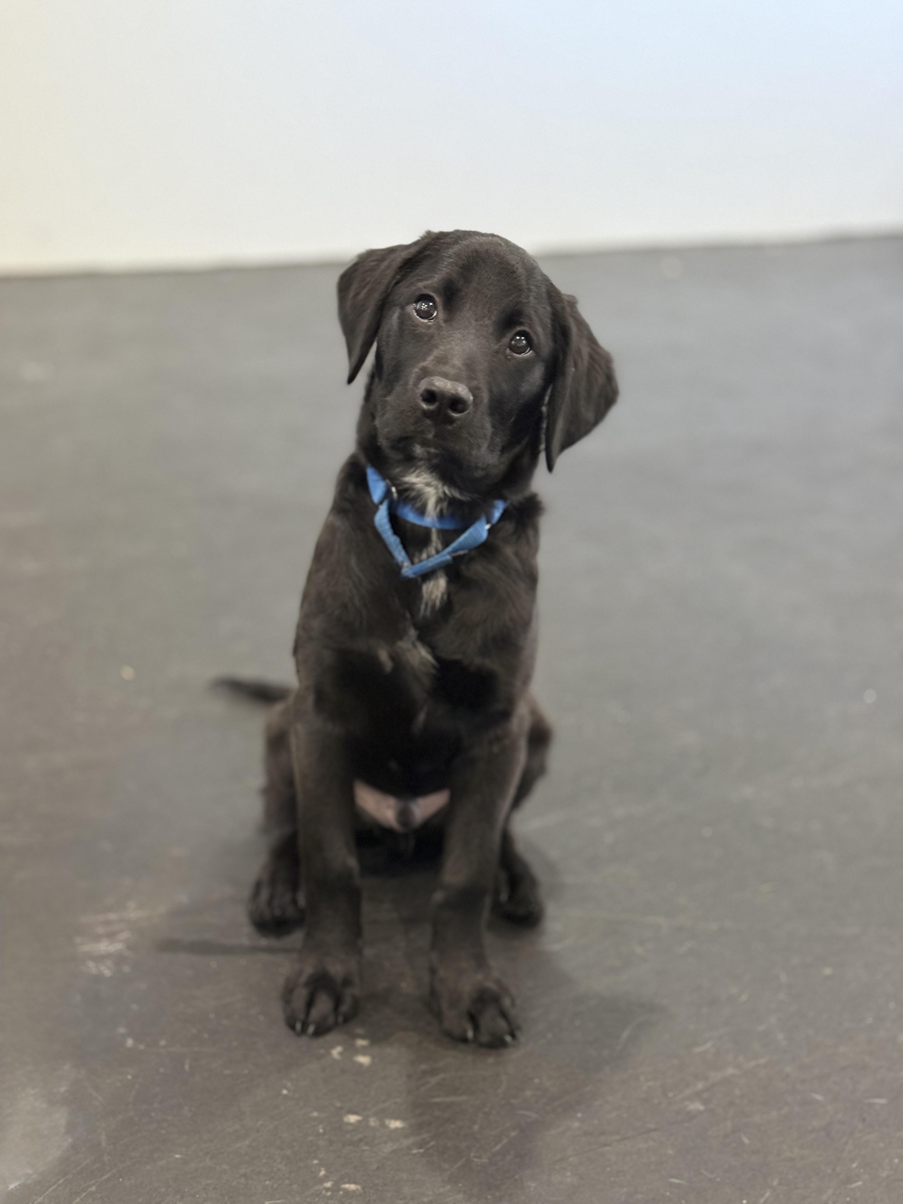 Enlarge Duke, a Adopted mixed breed in Terryville, CT image 4/6