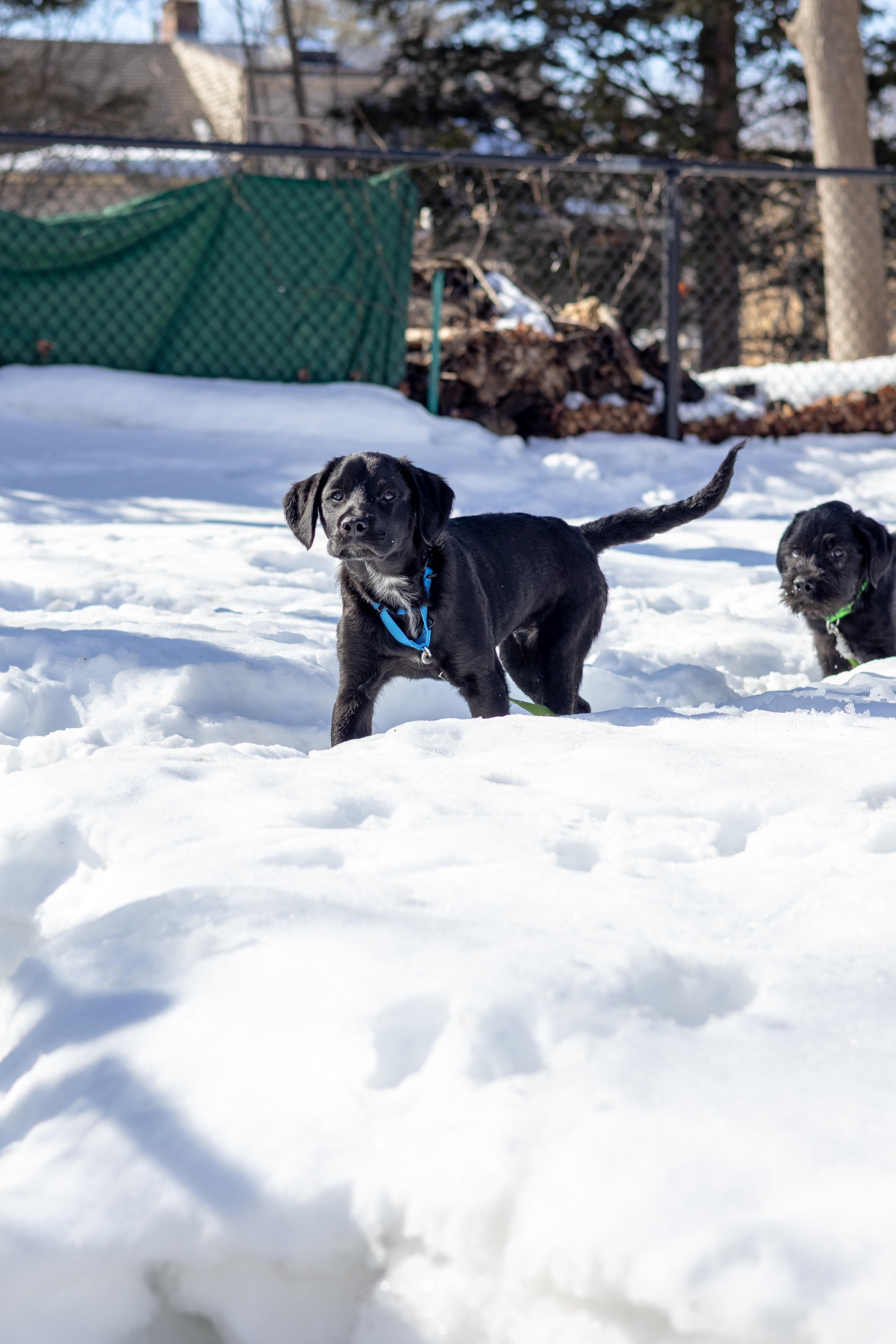 Enlarge Duke, a Adopted mixed breed in Terryville, CT image 5/6