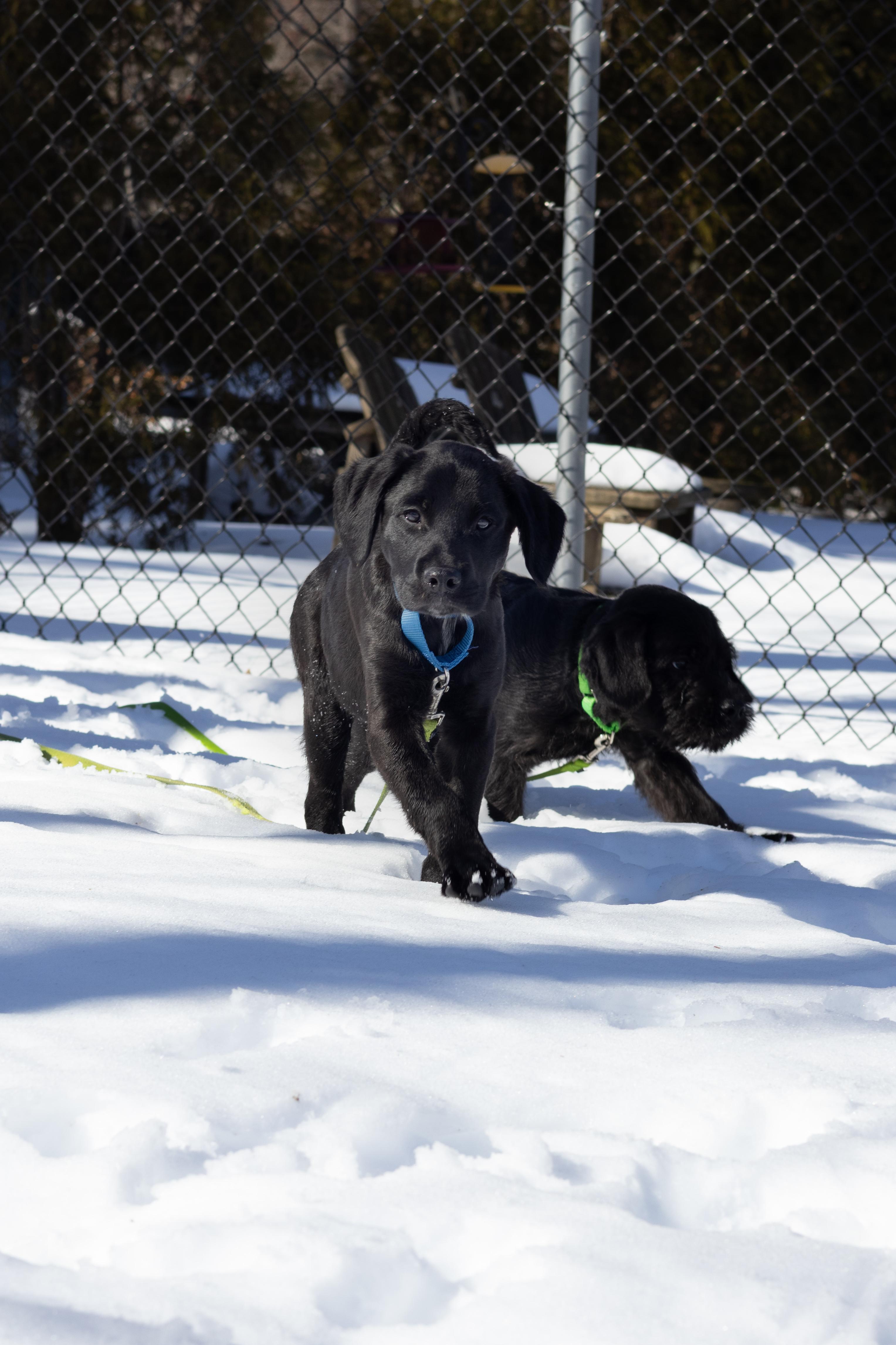 Enlarge Duke, a Adopted mixed breed in Terryville, CT image 6/6