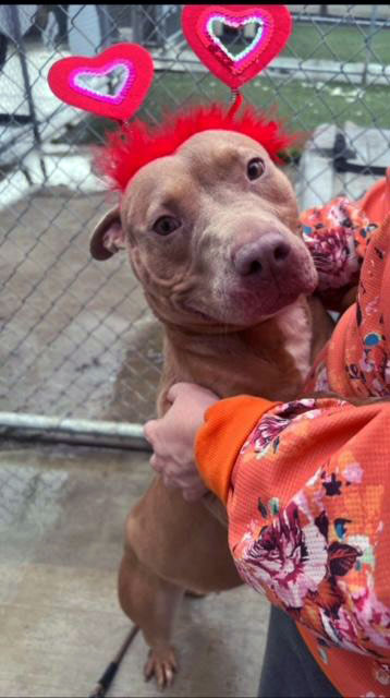 Enlarge Farah *Courtesy post. Out of town pet. See below for details*, a Adoptable Pit Bull Terrier in Eagle, ID image 3/4