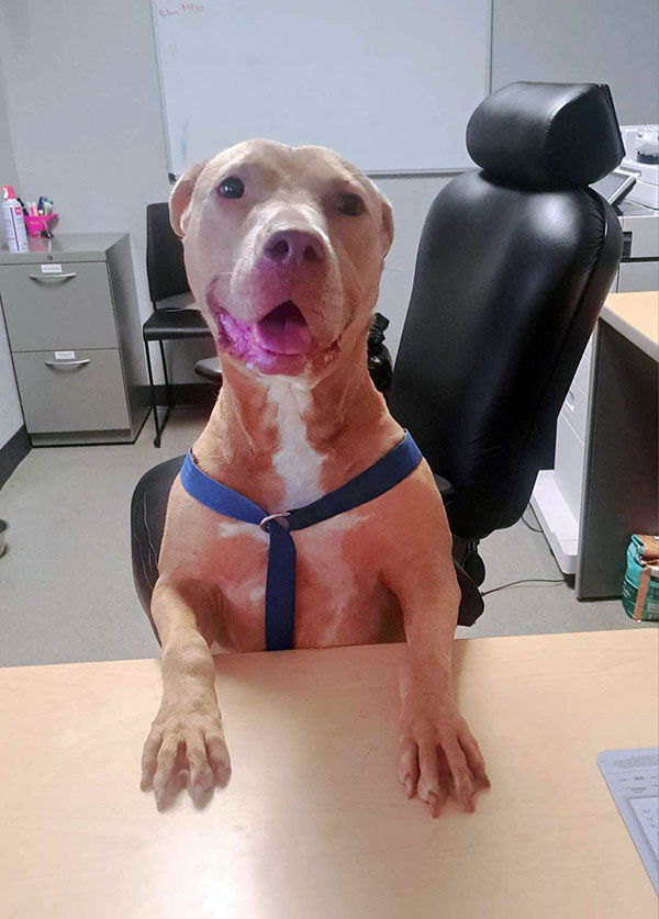 Enlarge Farah *Courtesy post. Out of town pet. See below for details*, a Adoptable Pit Bull Terrier in Eagle, ID image 2/4