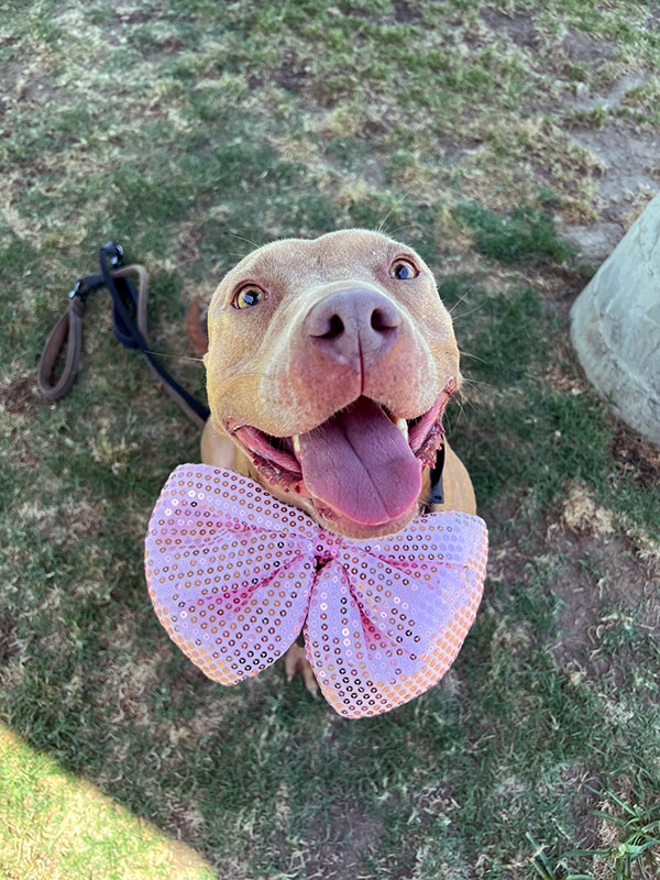 Farah *Courtesy post. Out of town pet. See below for details*, Adult Female Pit Bull Terrier